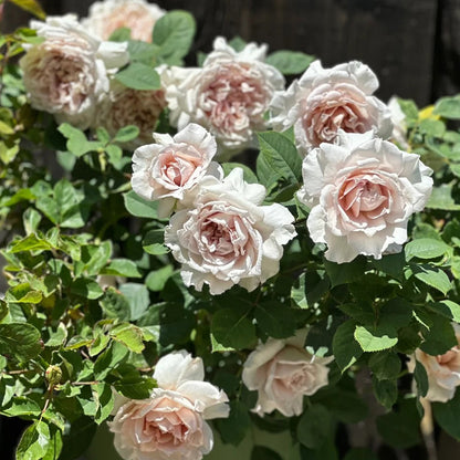 Ariel Japanese Garden Shrub Rose