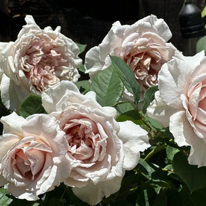 Ariel Japanese Garden Shrub Rose