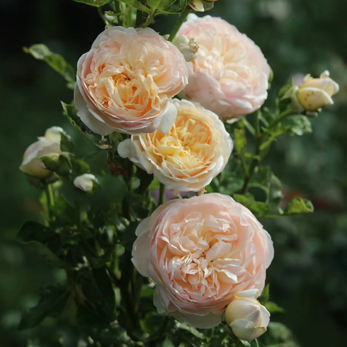 AUSsaucer Rose - English Garden Shrub Rose Bush Own Root