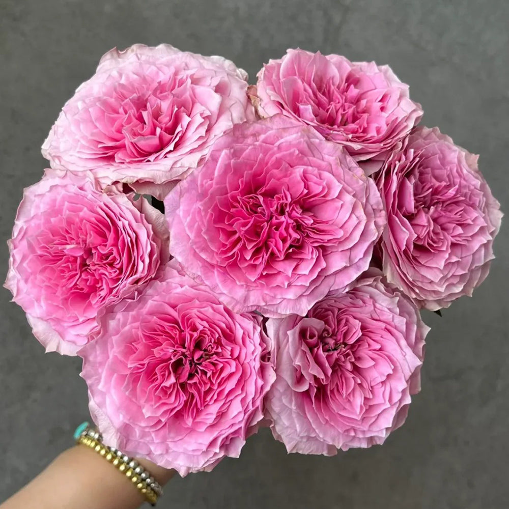 切り花品種バラ苗　レア　Forbidden Parfu♡ Rose Forbidden Parfum Japanese Florist Shrub Rose – Highgarden Roses