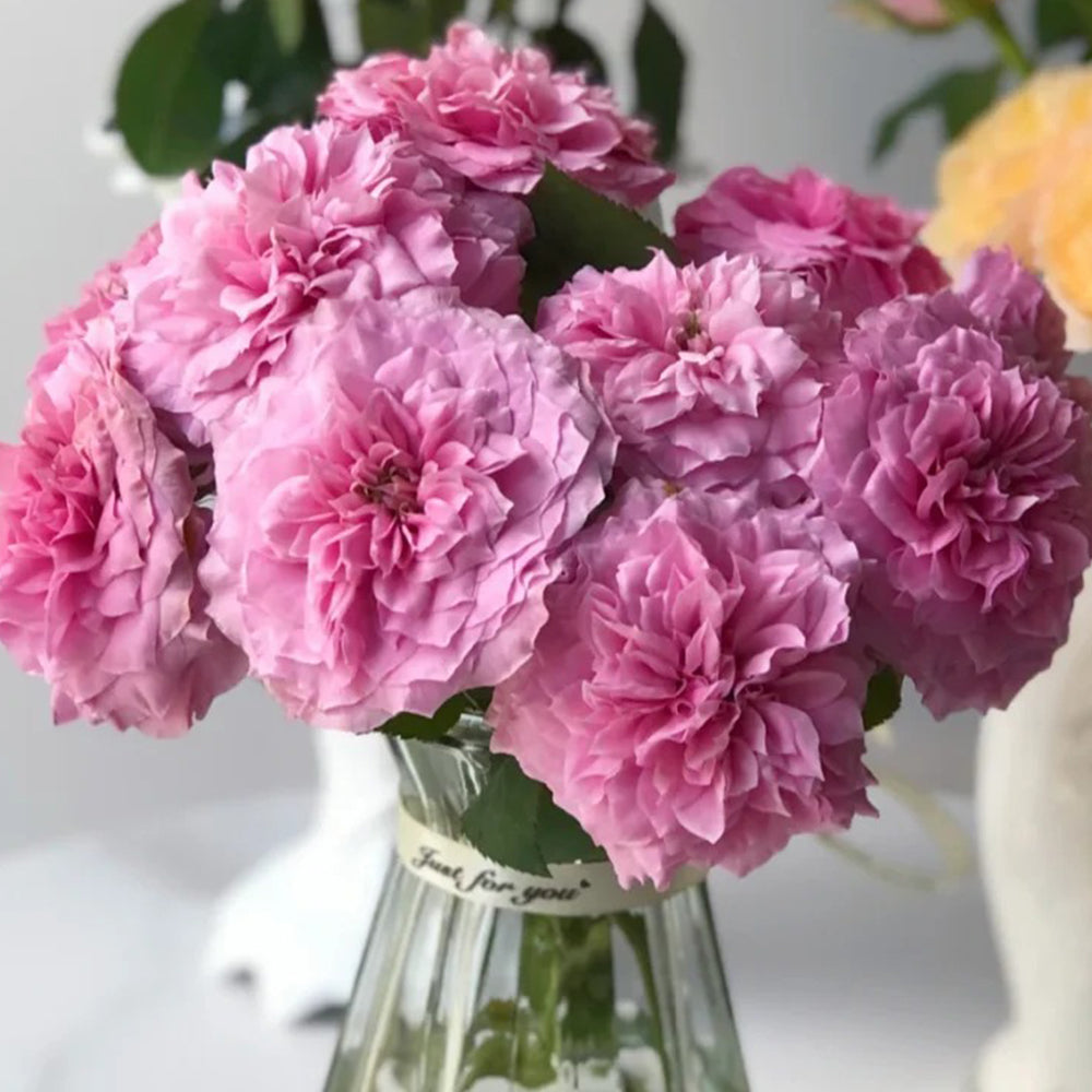 Forbidden Parfum Japanese Florist Shrub Rose – Highgarden Roses