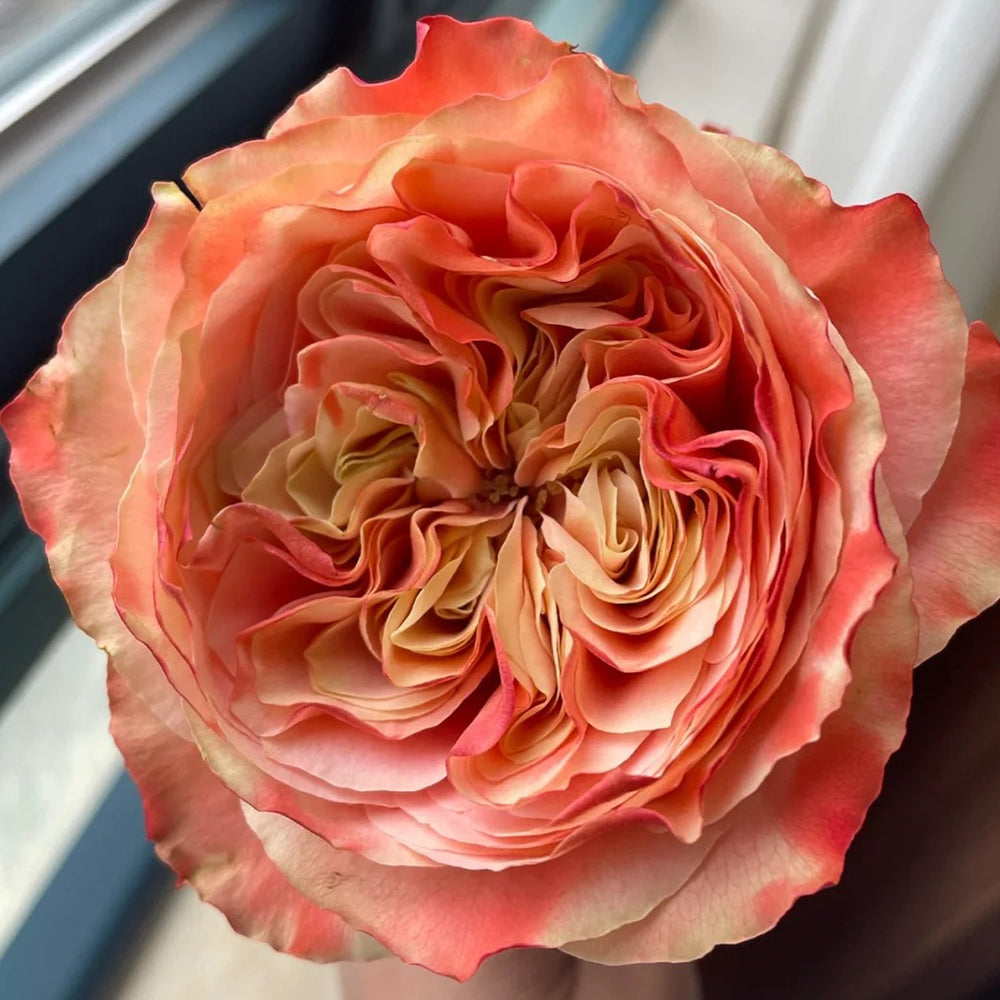 Funky Peach Netherland Florist Shrub Rose