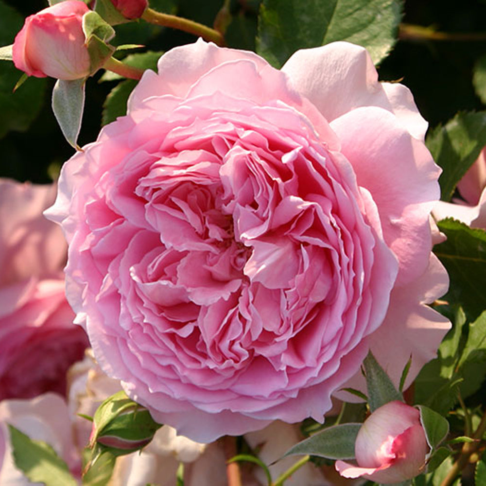 Helen Japanese Florist Shrub Rose – Highgarden Roses