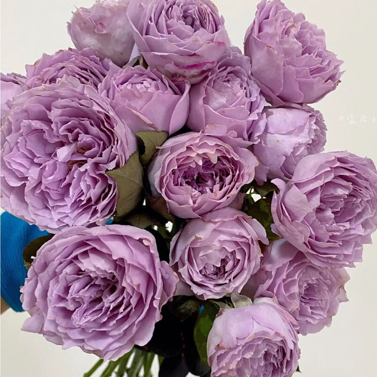 Chinese Jumbo Roses Premium Chinese Rose Bushes | Garden & Florist Rose Bushes for Sale ...