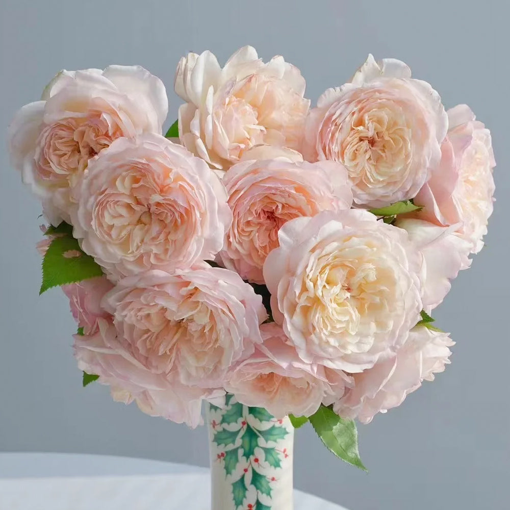 Letters from Home Chinese Florist Shrub Rose – Highgarden Roses