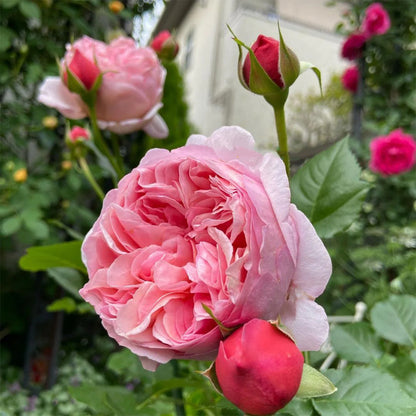 Paul Klee Japanese Garden Shrub Rose