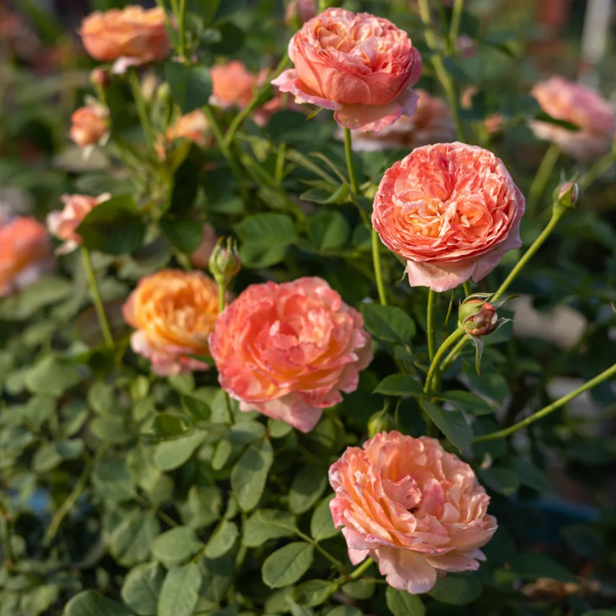 Paul Klee Japanese Garden Shrub Rose