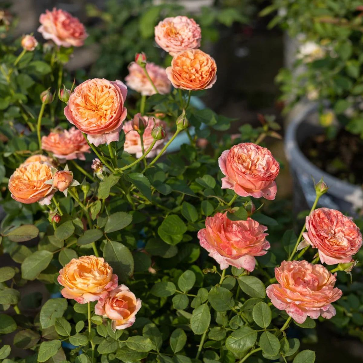 Paul Klee Japanese Garden Shrub Rose – Highgarden Roses