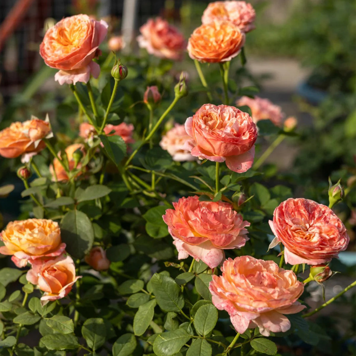 Paul Klee Japanese Garden Shrub Rose