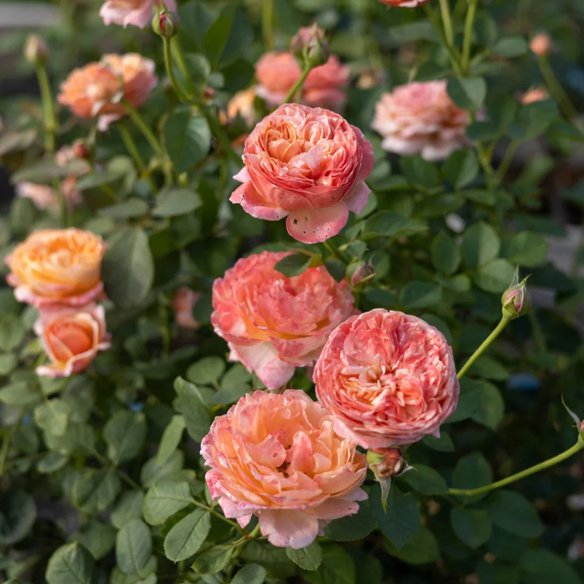 Paul Klee Japanese Garden Shrub Rose