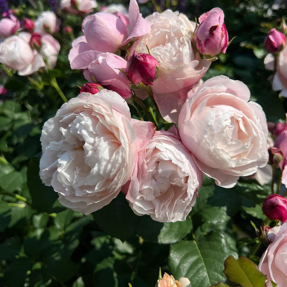 Plume Japanese Florist Shrub Rose