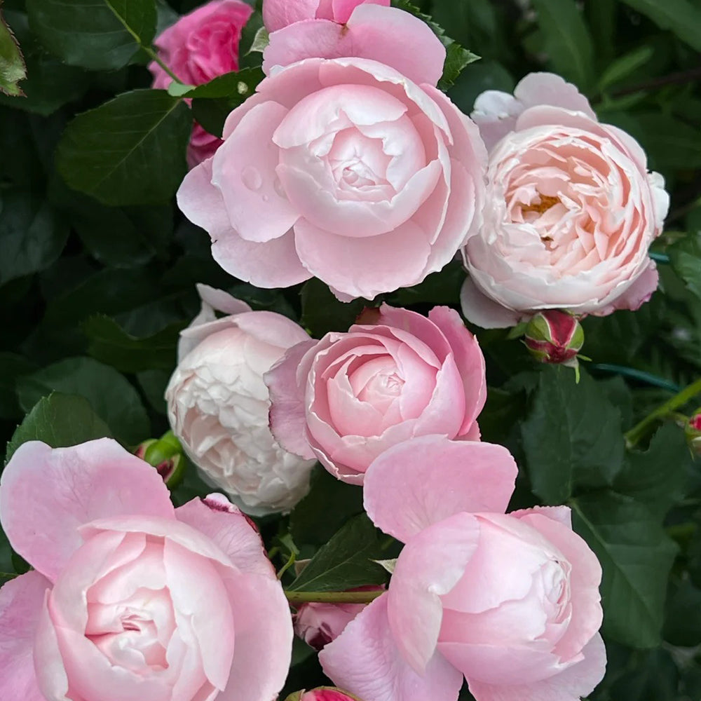 Plume Japanese Florist Shrub Rose