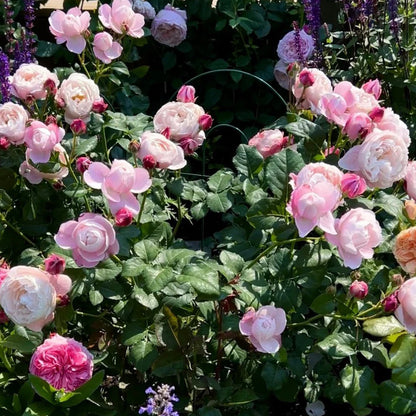 Plume Japanese Florist Shrub Rose