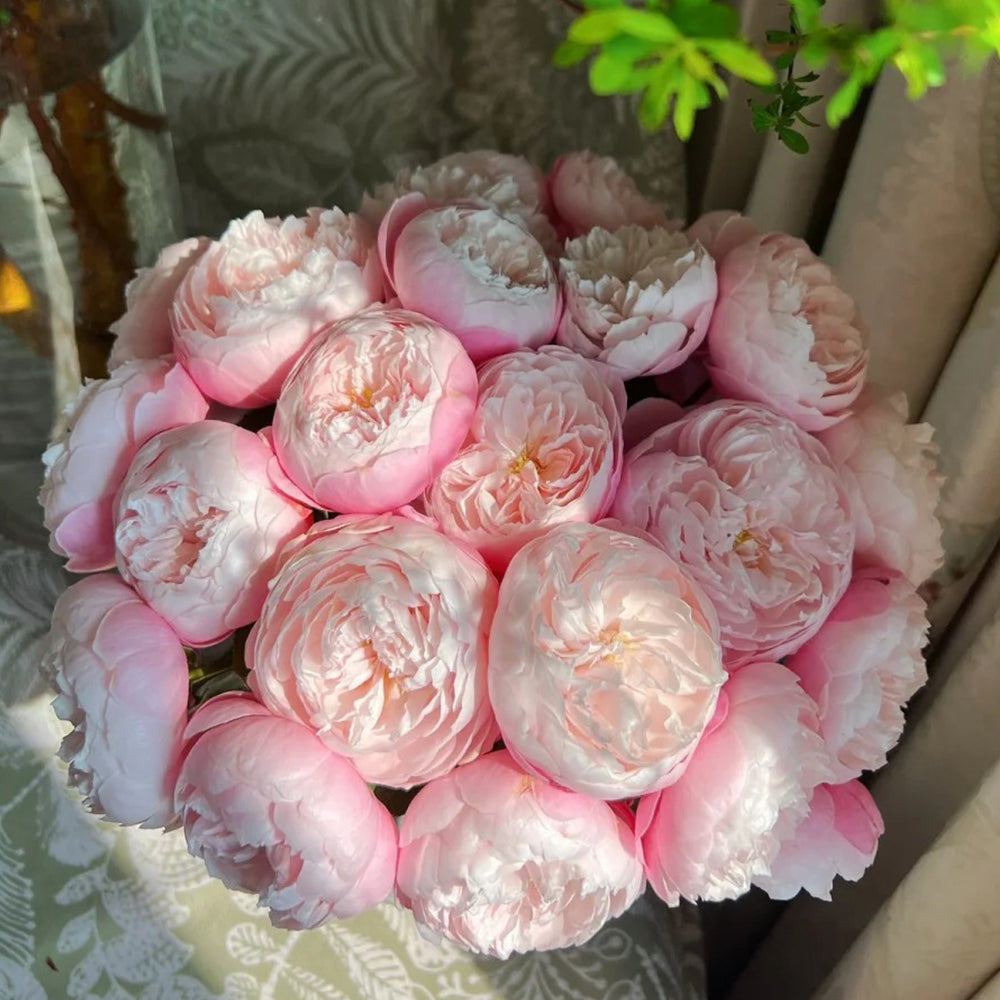 Premium Japanese garden and florist rose bushes | Kawamoto