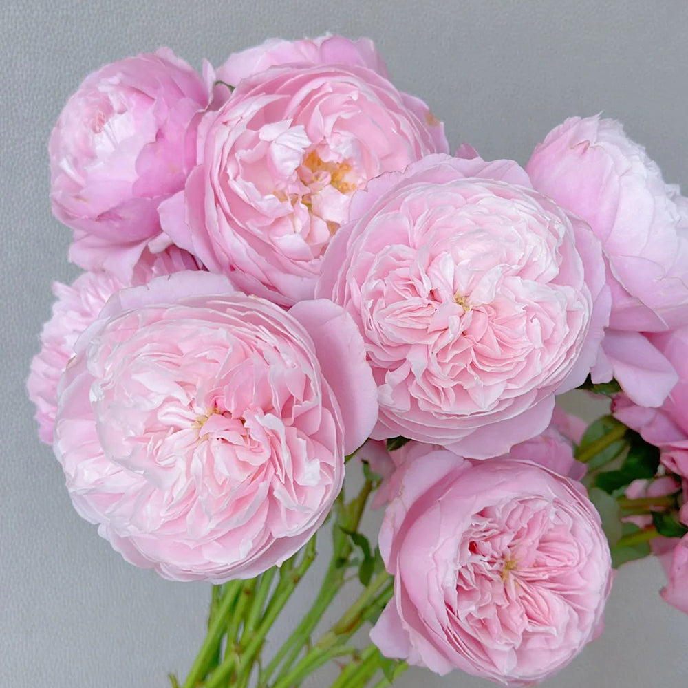 Plume Japanese Florist Shrub Rose | Highgarden Roses | Wedding