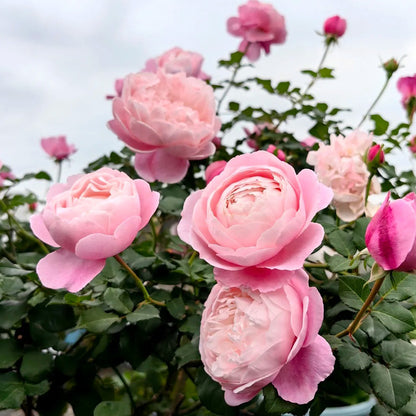 Plume Japanese Florist Shrub Rose