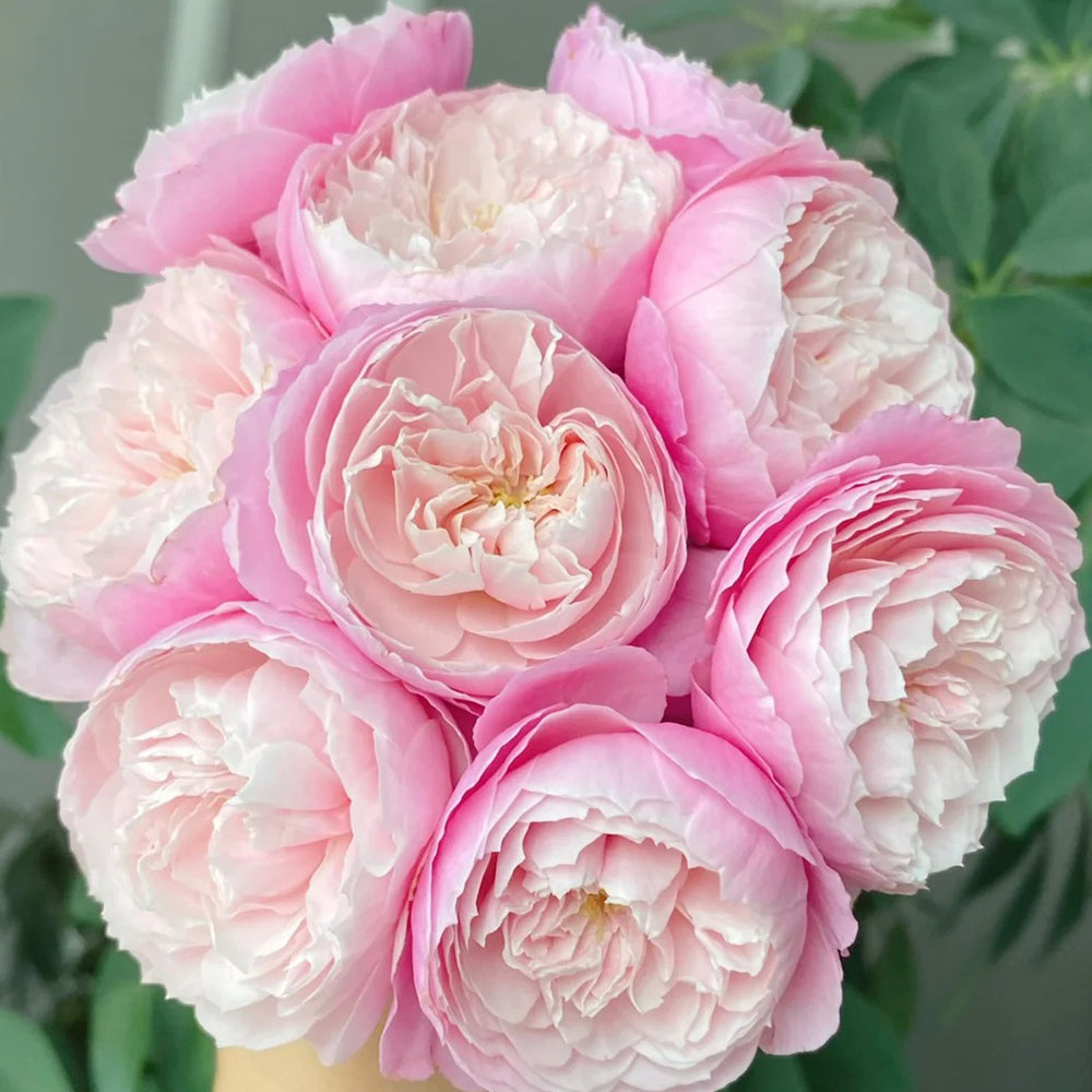 Plume Japanese Florist Shrub Rose