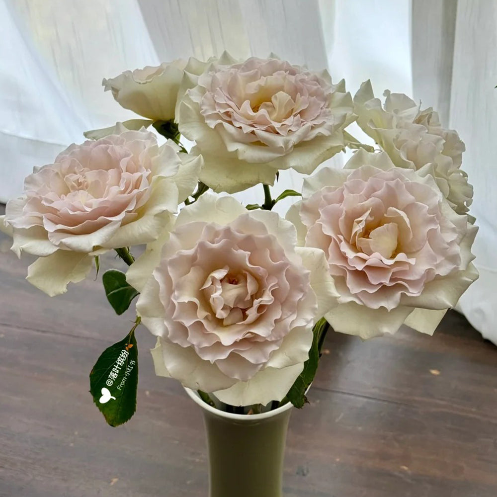 Sasha Japanese Florist Shrub Rose