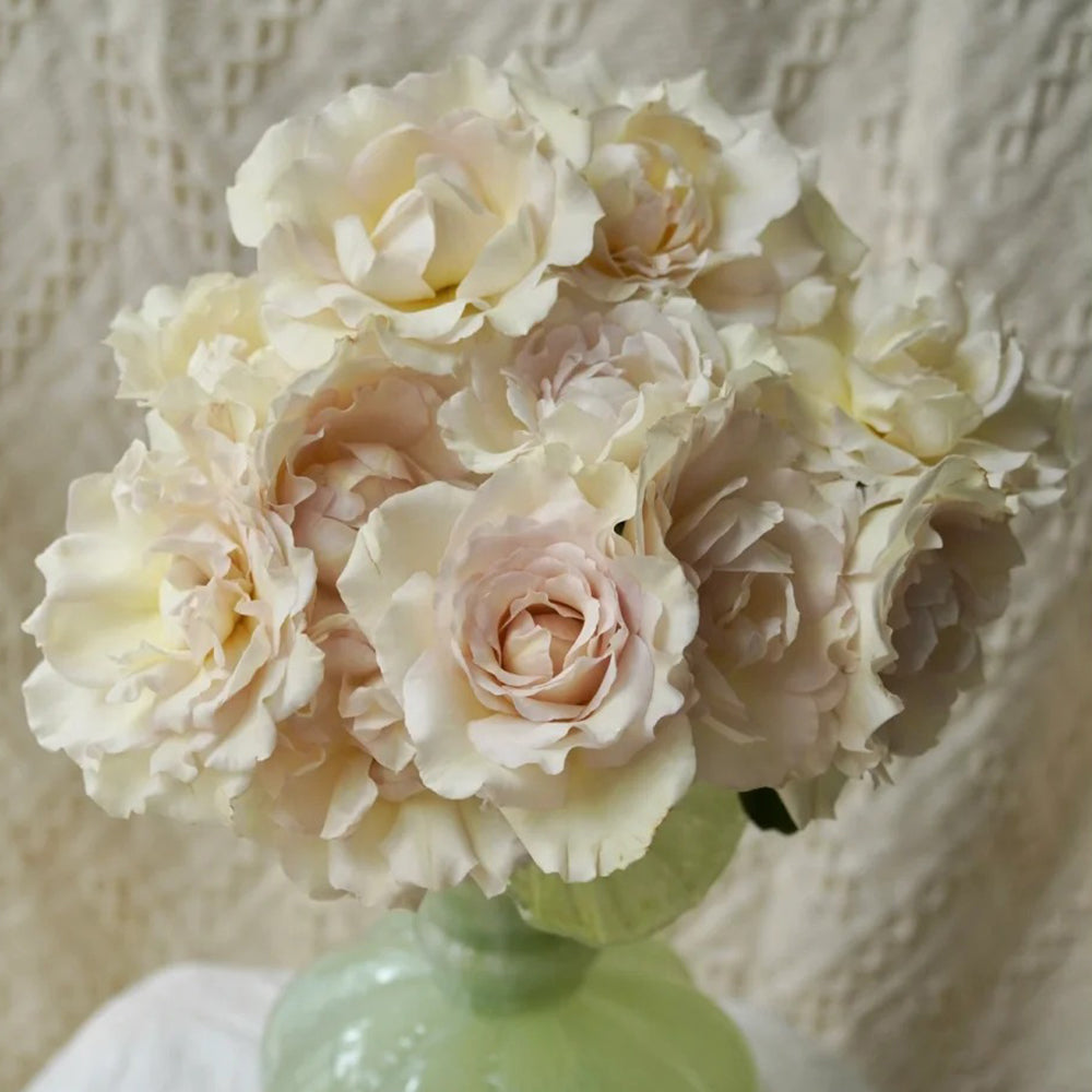 Sasha Japanese Florist Shrub Rose – Highgarden Roses
