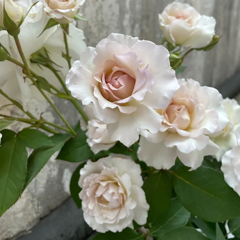 Sasha Japanese Florist Shrub Rose