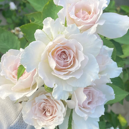 Sasha Japanese Florist Shrub Rose