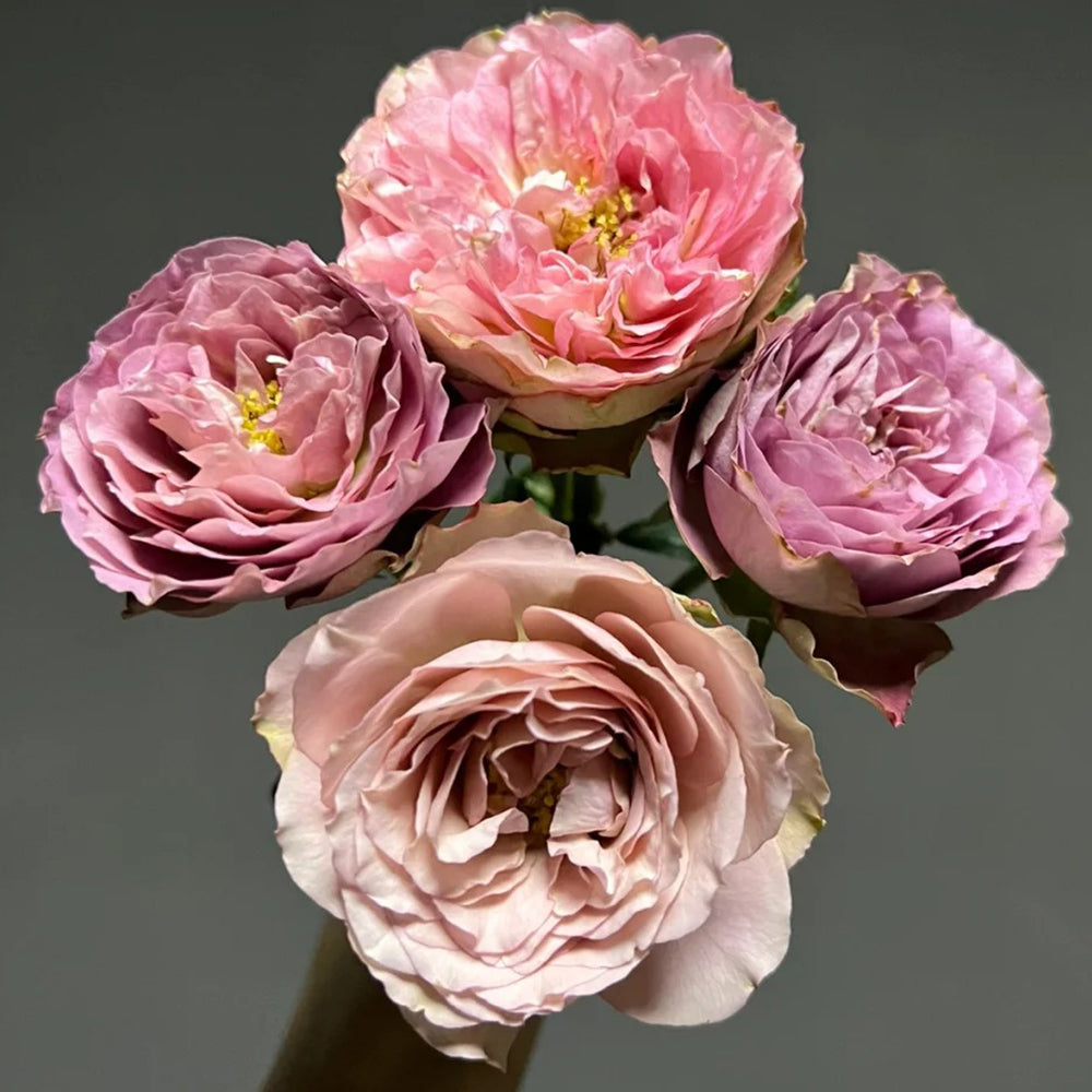 Solfa Japanese Florist Shrub Rose