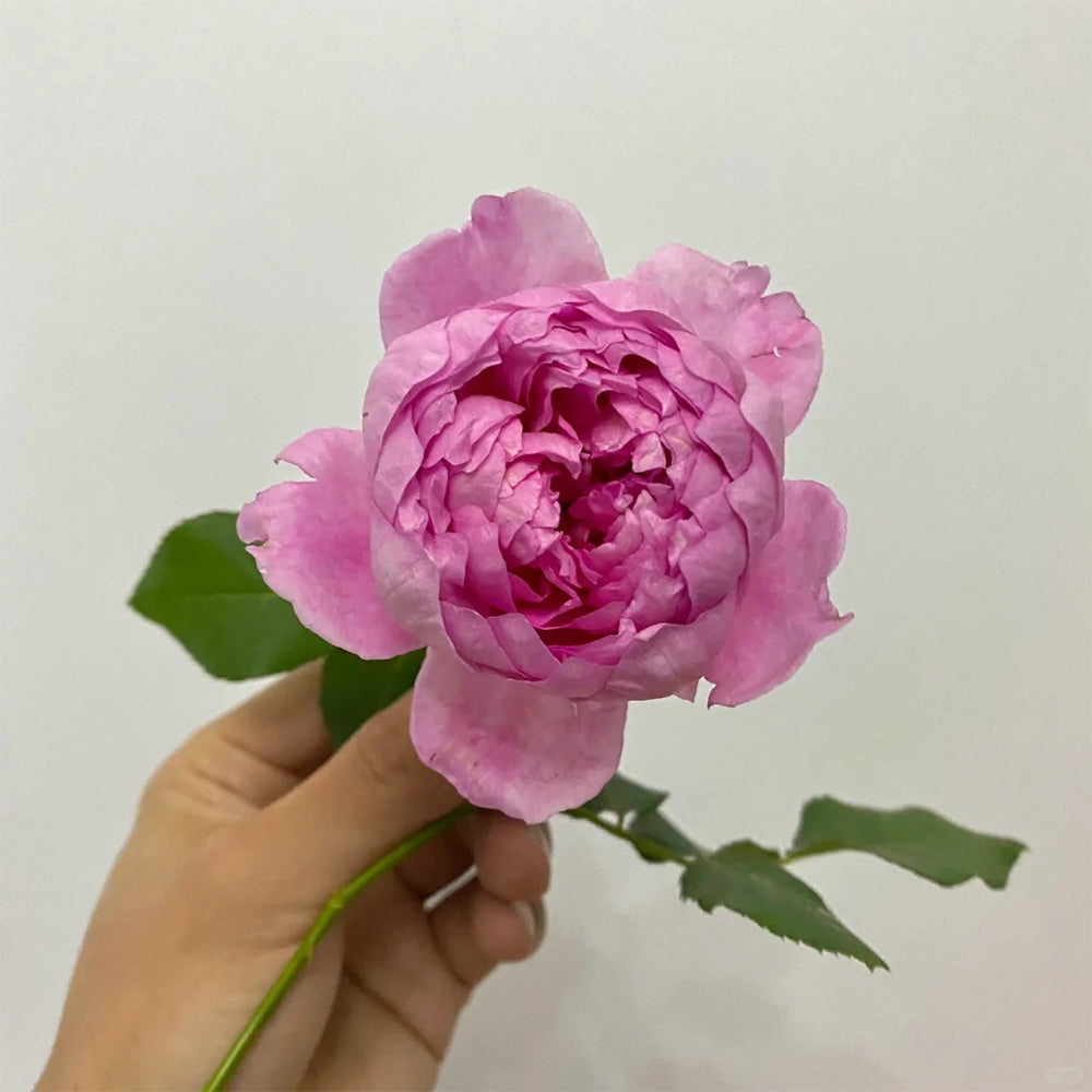 AUStijus - English Florist Shrub Live Rose Plant | Highgarden