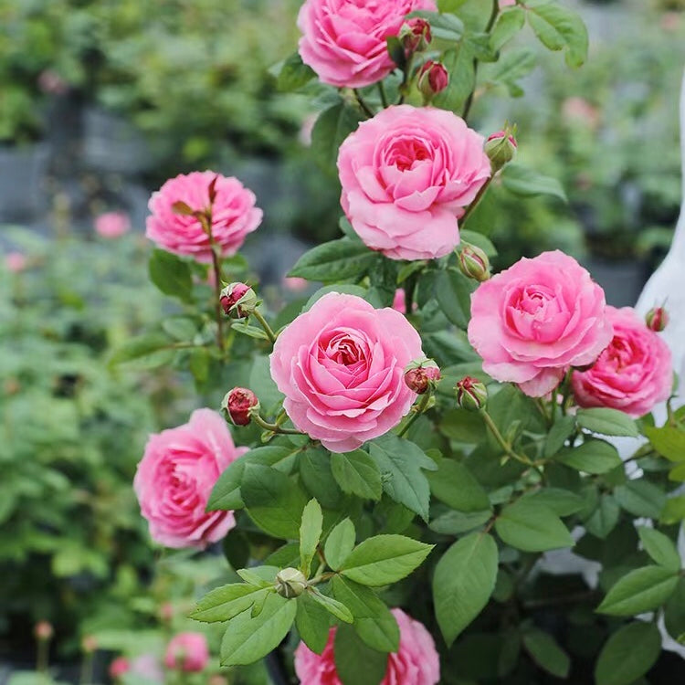 Miyako Japanese Garden Shrub Rose – Highgarden Roses