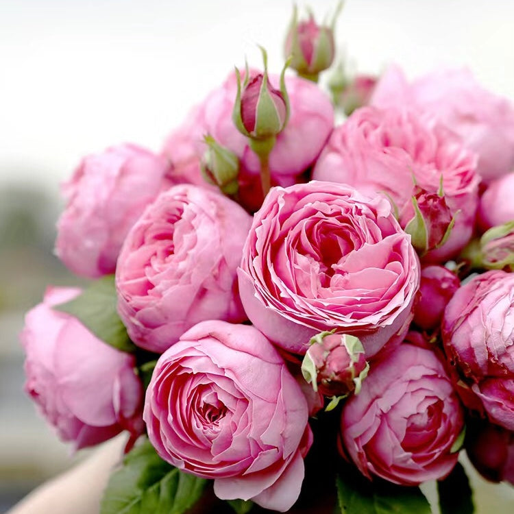 Miyako Japanese Garden Shrub Rose – Highgarden Roses
