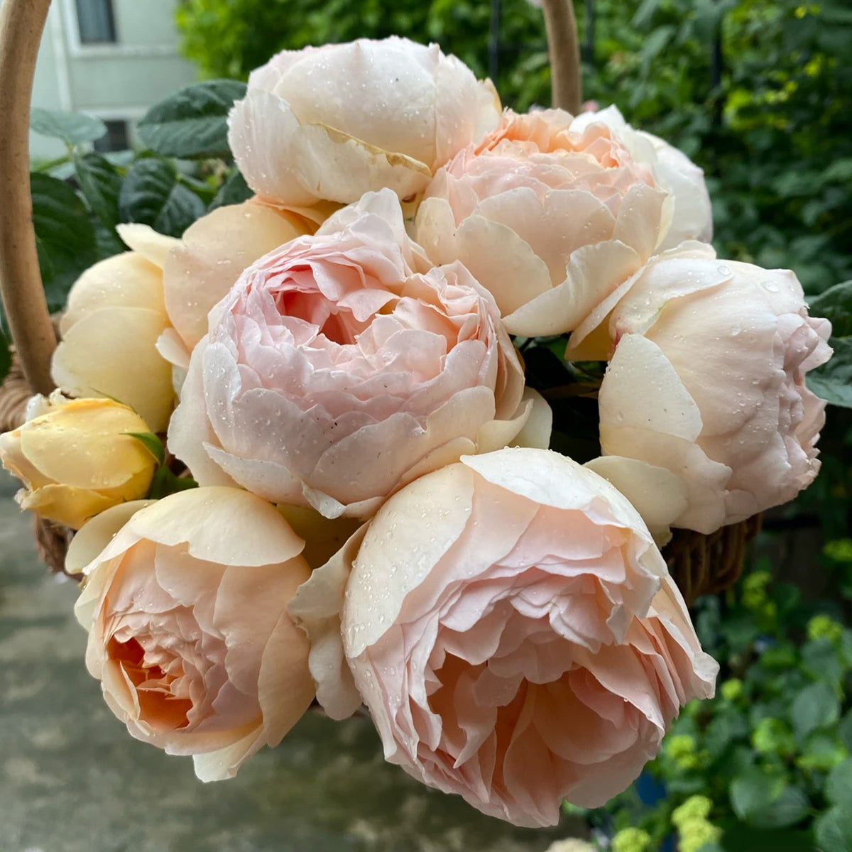 roseです。 AUSjo Rose – English Garden Shrub Rose | Own Root