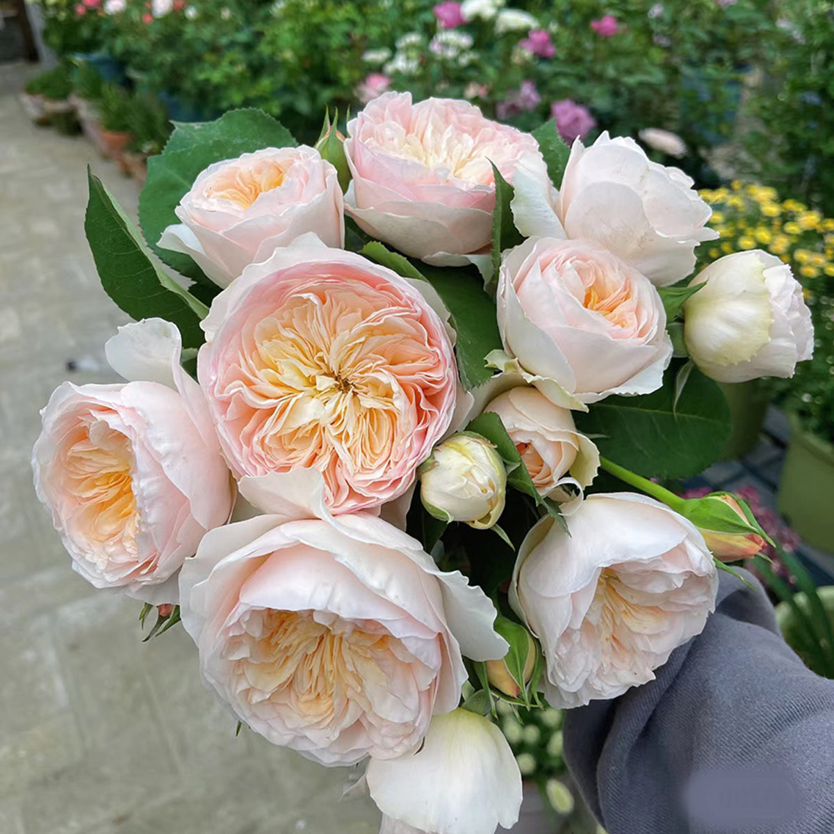 AUSjameson Rose - English Wedding Shrub Own Root | Highgarden Roses