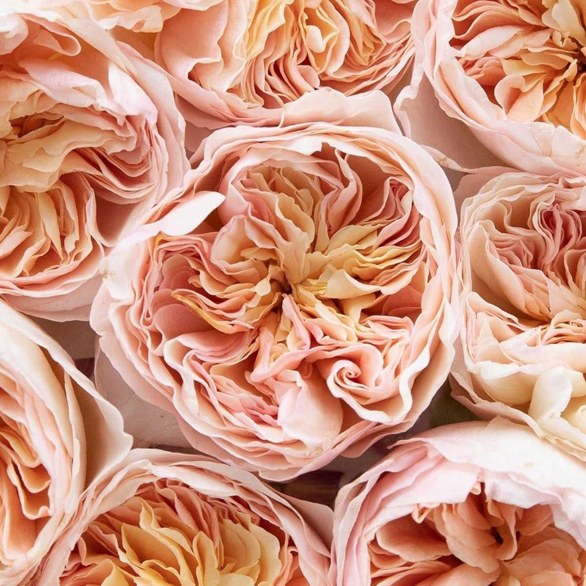 English Wedding Shrub Rose AUSjameson