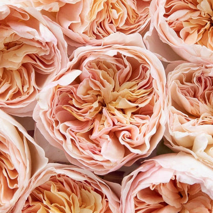 English Wedding Shrub Rose AUSjameson