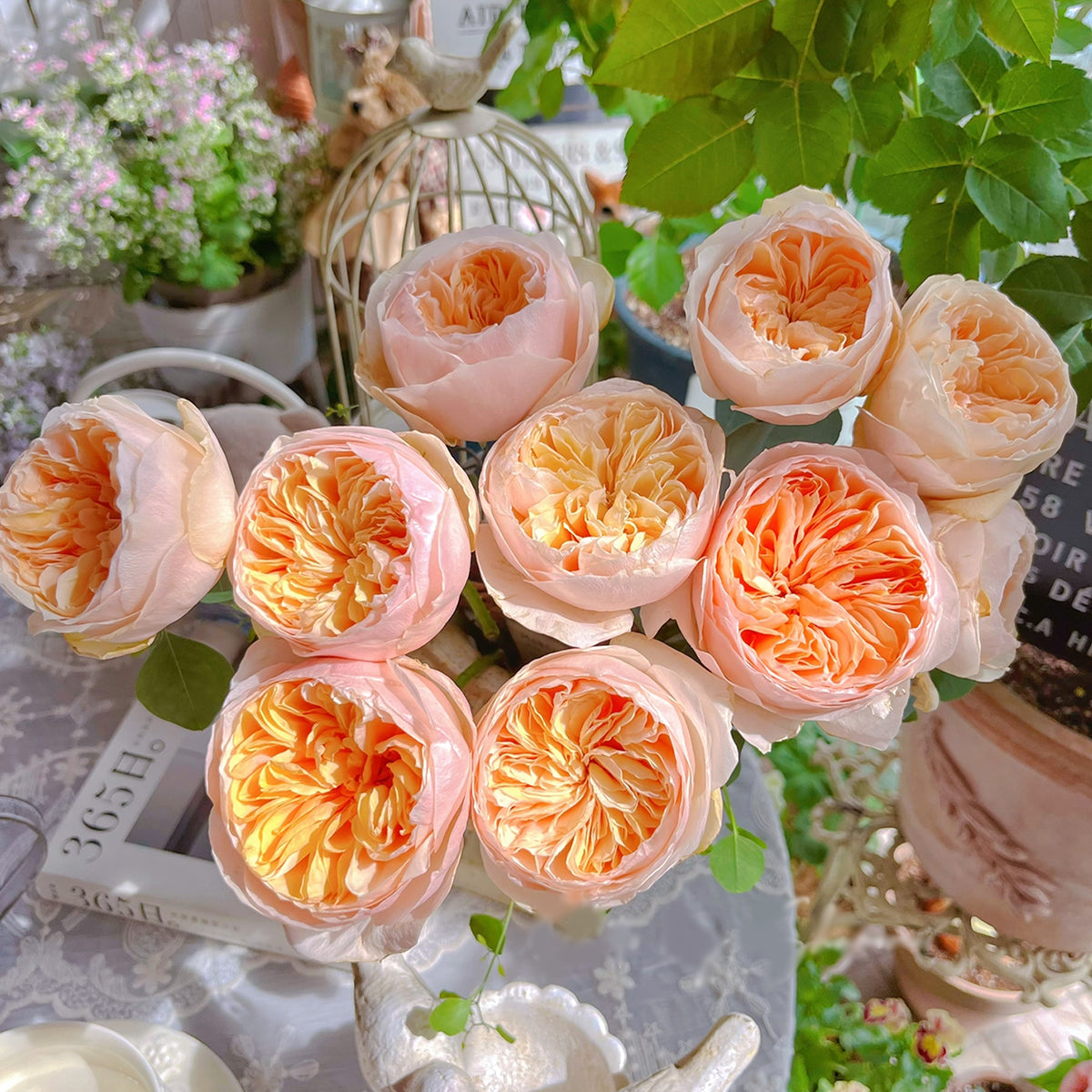 AUSjameson English Wedding Shrub Rose Bush | Highgarden Roses