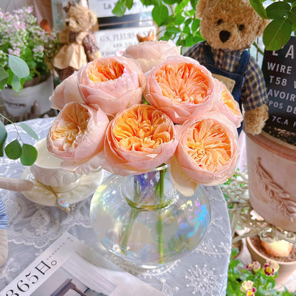 English Wedding Shrub Rose AUSjameson