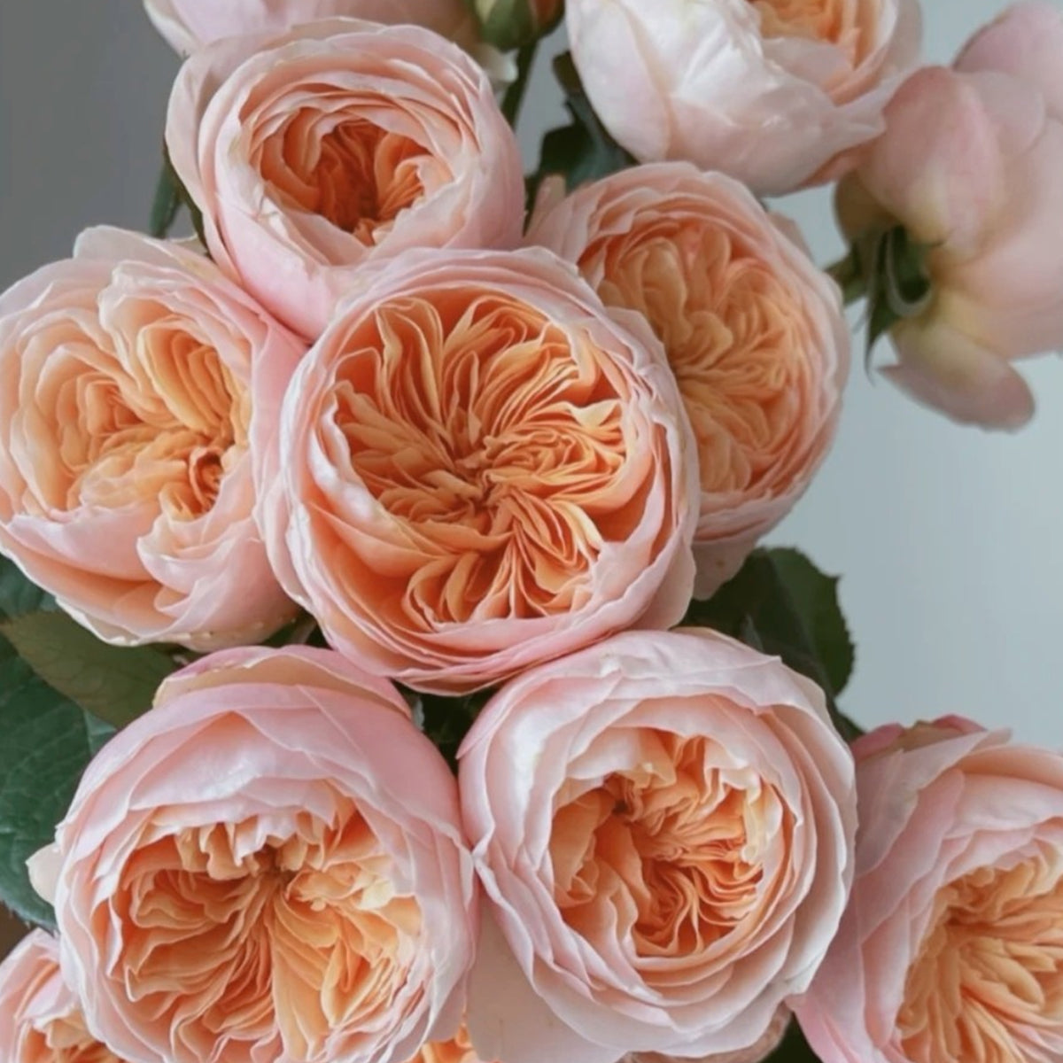 English Wedding Shrub Rose AUSjameson