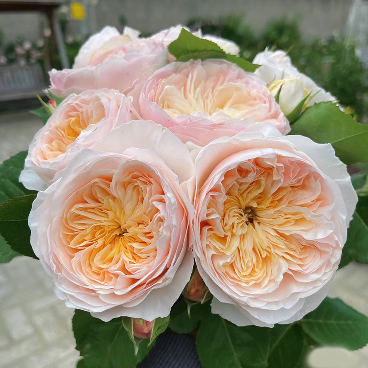 English Wedding Shrub Rose AUSjameson