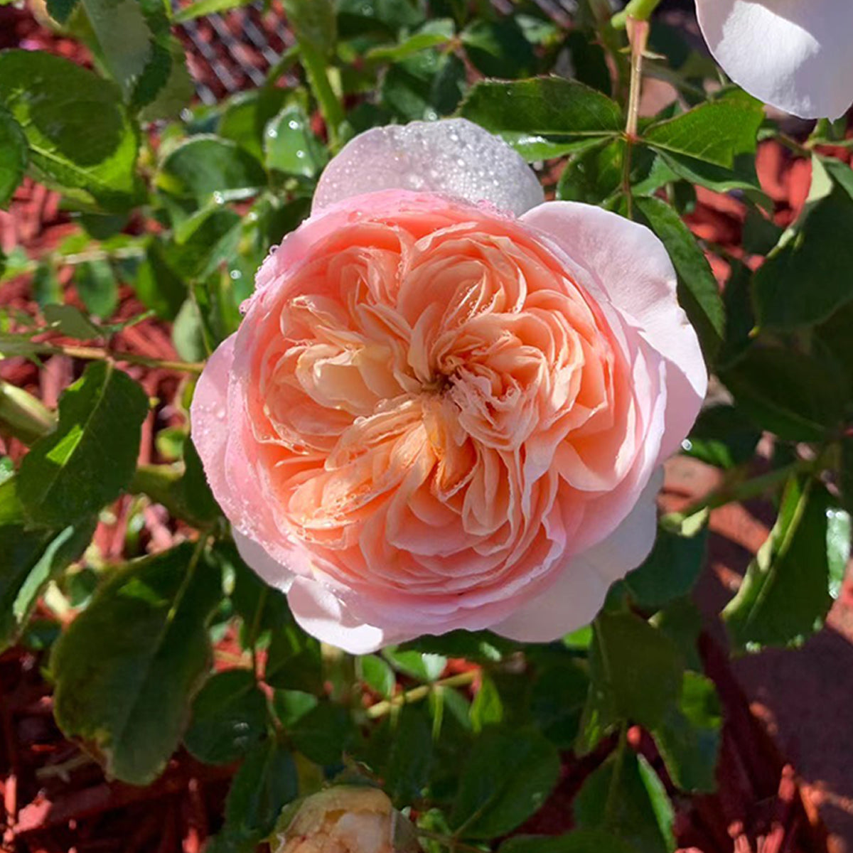 English Wedding Shrub Rose AUSjameson
