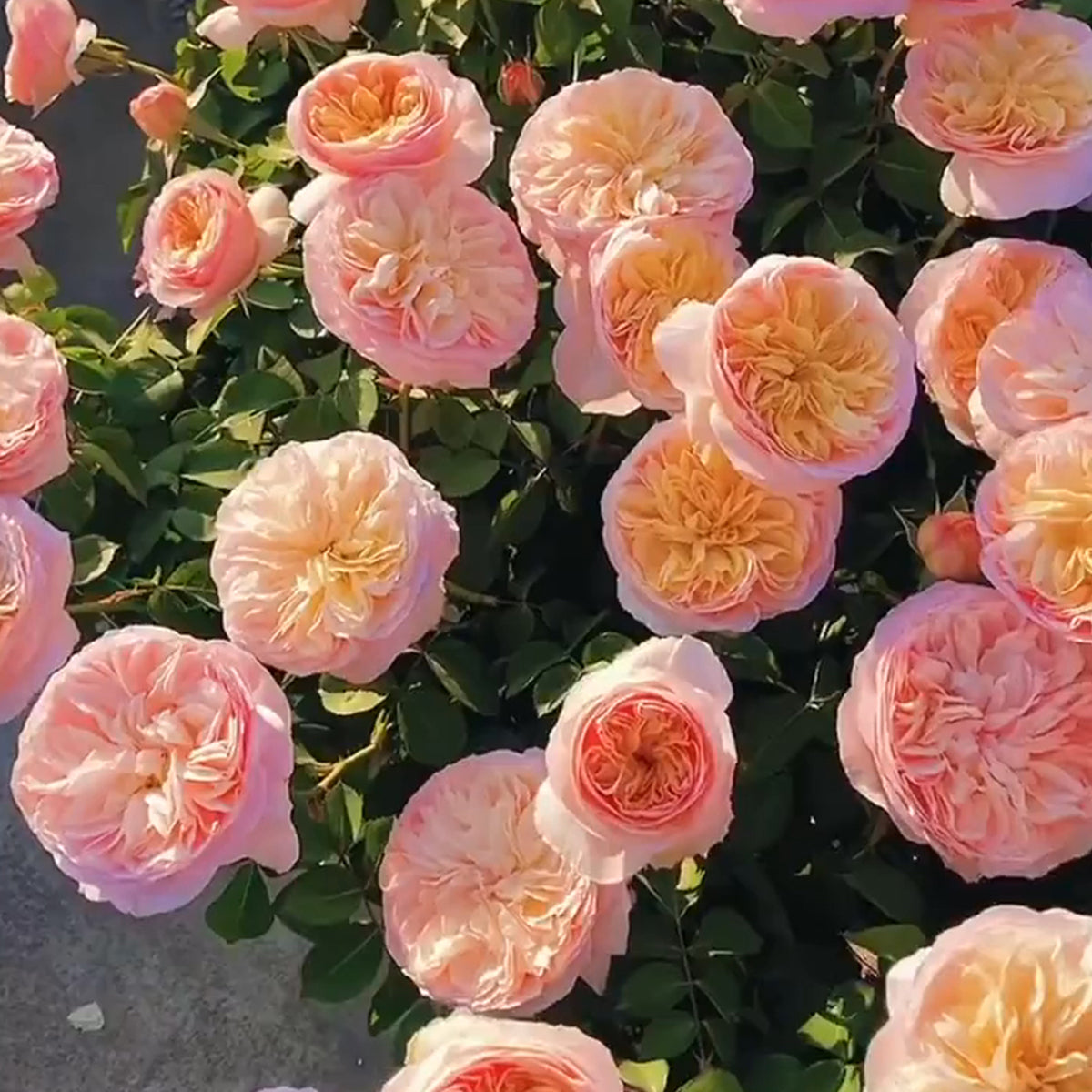 English Wedding Shrub Rose AUSjameson