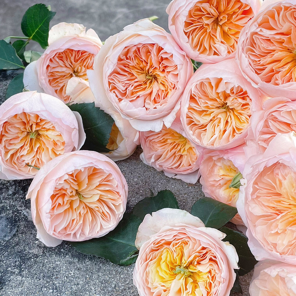 English Wedding Shrub Rose AUSjameson