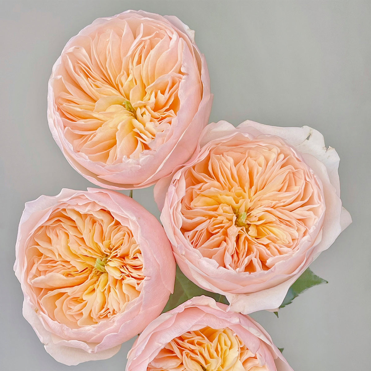 English Wedding Shrub Rose AUSjameson