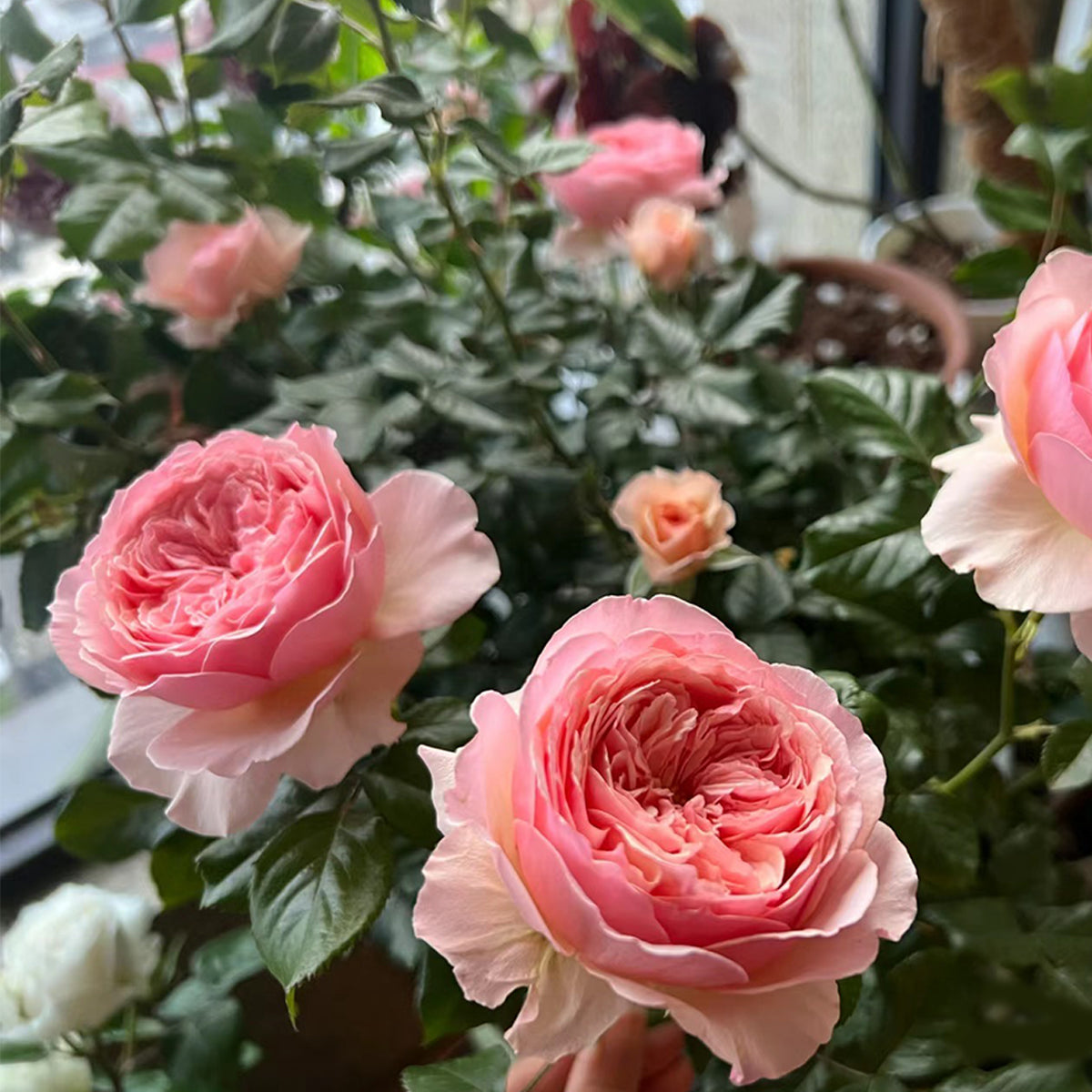 ★新品★MARIHA×JOURNÉE EN ROSE 野の花のドレス マキシ丈 Masora Japanese Garden Shrub Rose – Highgarden Roses