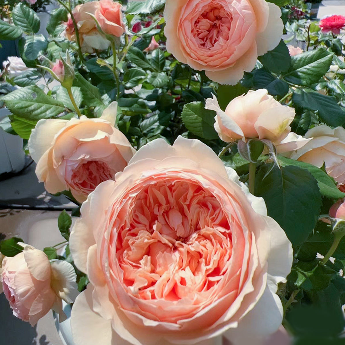 Masora Japanese Garden Shrub Rose – Highgarden Roses