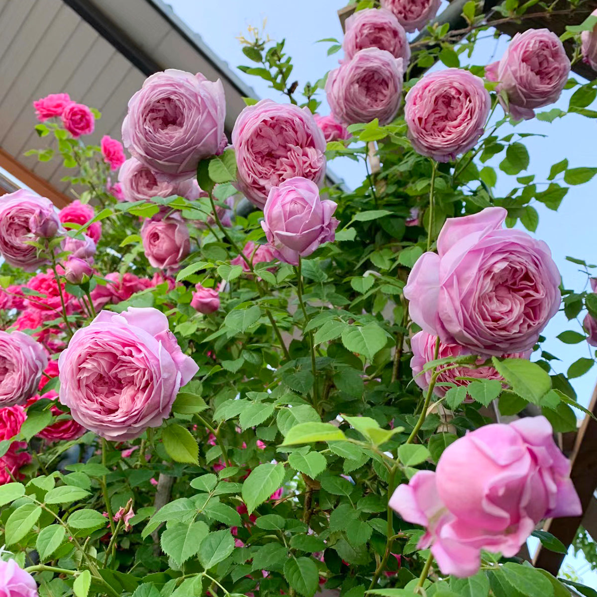 ROSEページ AUSbite Rose – English Garden Climbing Rose Live Plant