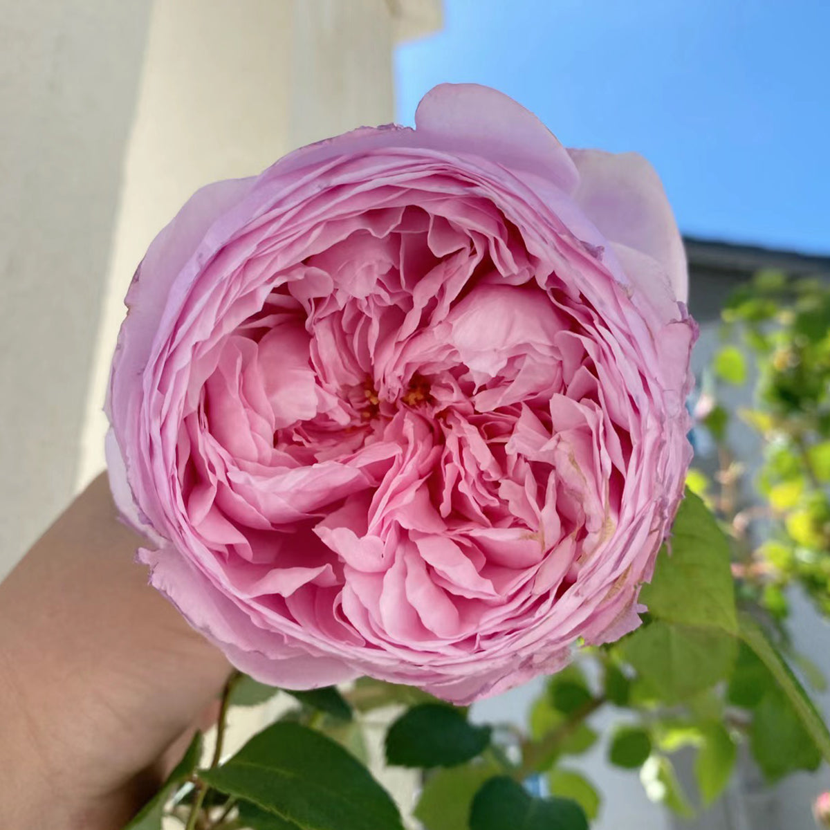 ROSEページ AUSbite Rose – English Garden Climbing Rose Live Plant