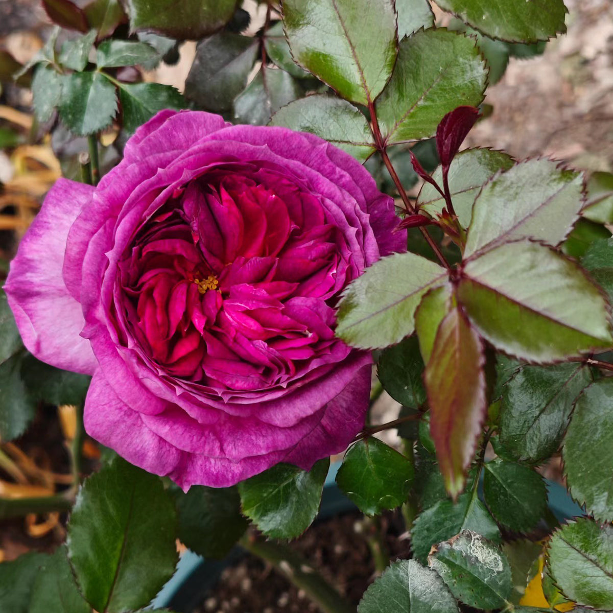 French Florist Shrub Rose Live Plant | Highgarden Roses | Thierry