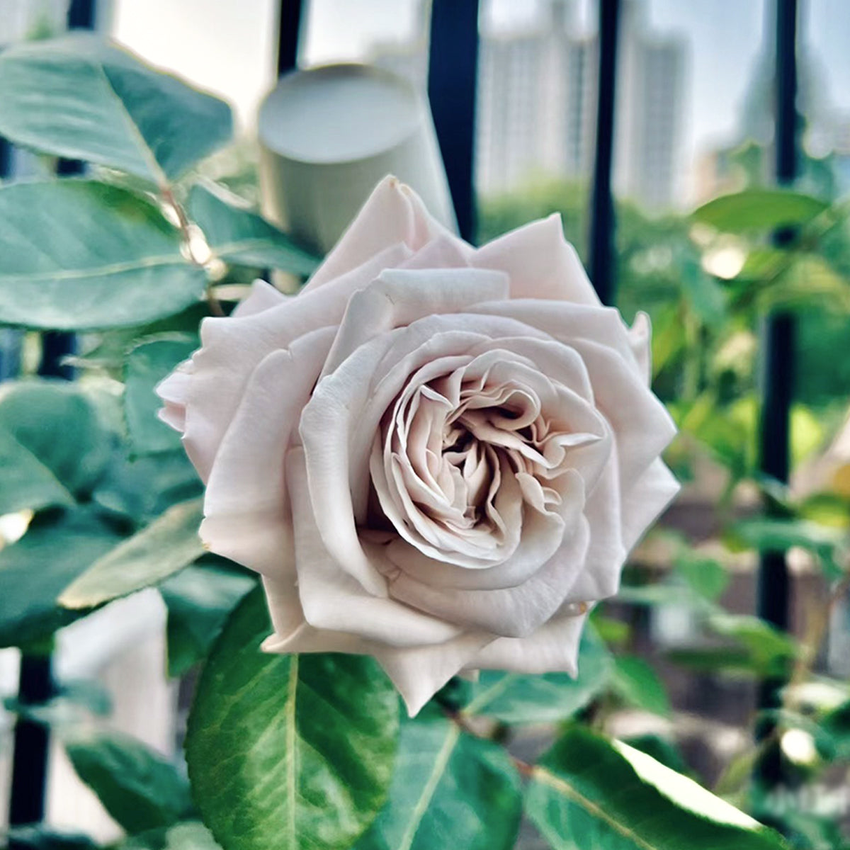 Westminster Abbey Netherlands Florist Shrub Rose Own Root