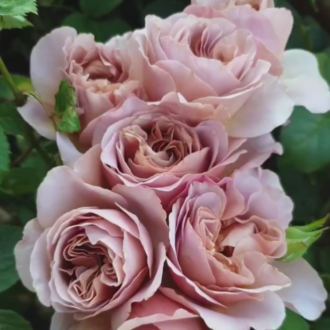 Cafe Latte Dutch Florist Shrub Rose – Highgarden Roses