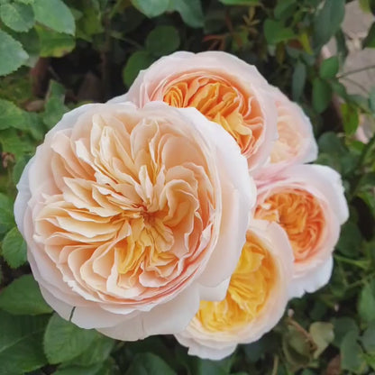 English Wedding Shrub Rose AUSjameson